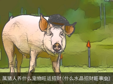 属猪人养什么宠物旺运招财(什么水晶招财旺事业)