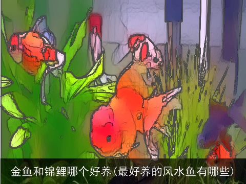 金鱼和锦鲤哪个好养(最好养的风水鱼有哪些)