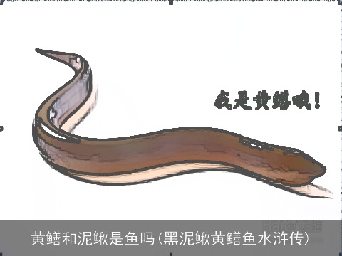 黄鳝和泥鳅是鱼吗(黑泥鳅黄鳝鱼水浒传)