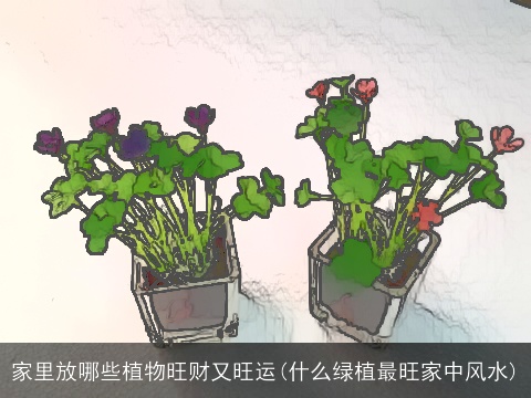 家里放哪些植物旺财又旺运(什么绿植最旺家中风水)