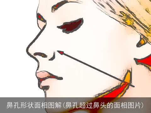 鼻孔形状面相图解(鼻孔超过鼻头的面相图片)