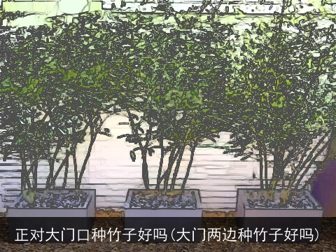 正对大门口种竹子好吗(大门两边种竹子好吗)