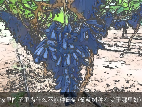 家里院子里为什么不能种葡萄(葡萄树种在院子哪里好)