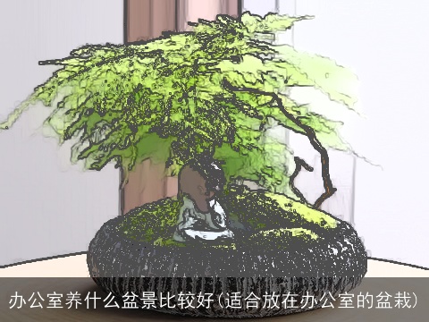 办公室养什么盆景比较好(适合放在办公室的盆栽)