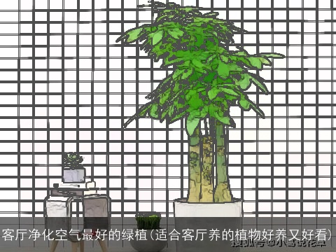 客厅净化空气最好的绿植(适合客厅养的植物好养又好看)