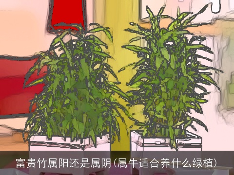 富贵竹属阳还是属阴(属牛适合养什么绿植)