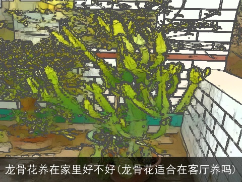 龙骨花养在家里好不好(龙骨花适合在客厅养吗)