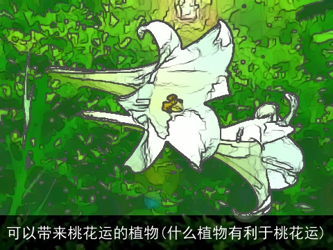 可以带来桃花运的植物(什么植物有利于桃花运)