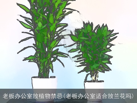 老板办公室放植物禁忌(老板办公室适合放兰花吗)