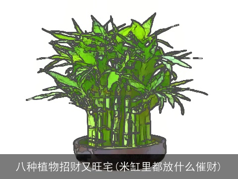 八种植物招财又旺宅(米缸里都放什么催财)