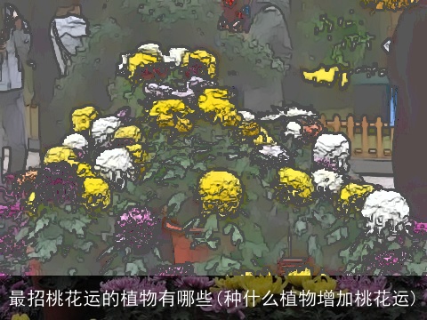 最招桃花运的植物有哪些(种什么植物增加桃花运)