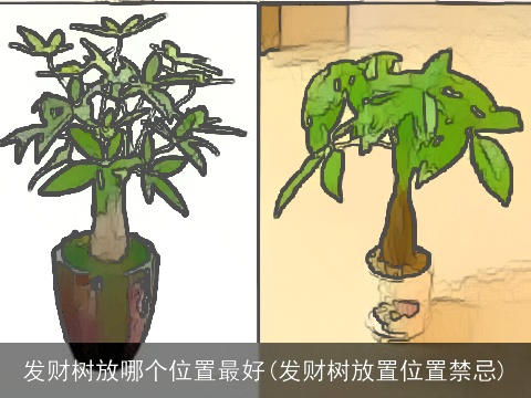 发财树放哪个位置最好(发财树放置位置禁忌)