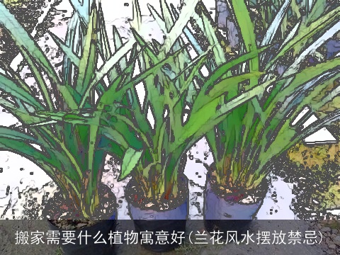 搬家需要什么植物寓意好(兰花风水摆放禁忌)