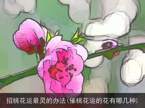 招桃花运最灵的办法(催桃花运的花有哪几种)