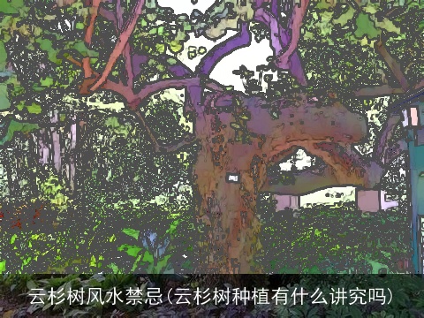 云杉树风水禁忌(云杉树种植有什么讲究吗)