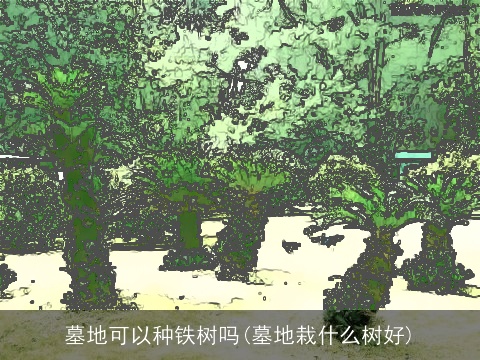 墓地可以种铁树吗(墓地栽什么树好)