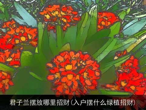 君子兰摆放哪里招财(入户摆什么绿植招财)