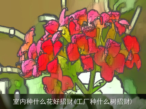 室内种什么花好招财(工厂种什么树招财)