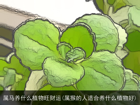 属马养什么植物旺财运(属猴的人适合养什么植物好)