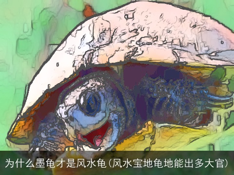 为什么墨龟才是风水龟(风水宝地龟地能出多大官)