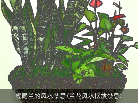 虎尾兰的风水禁忌(兰花风水摆放禁忌)