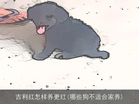 吉利红怎样养更红(哪些狗不适合家养)