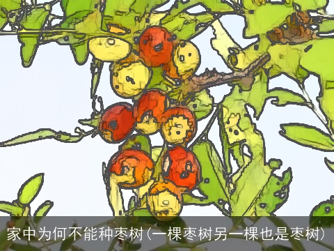 家中为何不能种枣树(一棵枣树另一棵也是枣树)