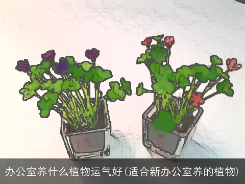 办公室养什么植物运气好(适合新办公室养的植物)