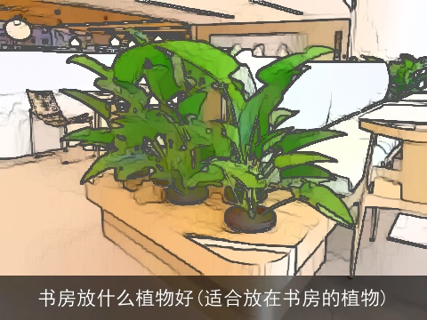 书房放什么植物好(适合放在书房的植物)