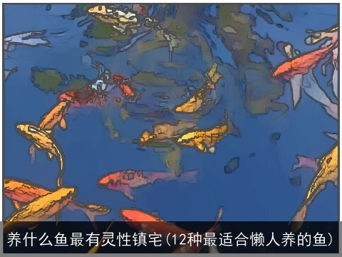 养什么鱼最有灵性镇宅(12种最适合懒人养的鱼)