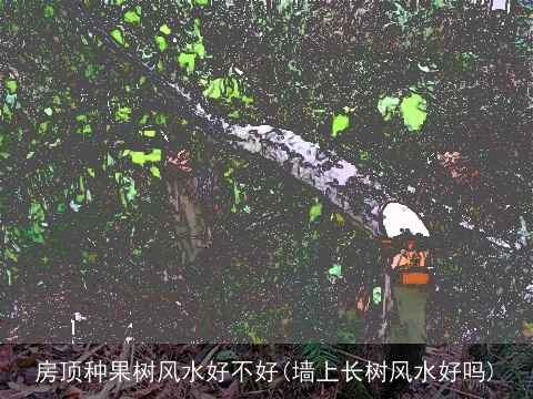 房顶种果树风水好不好(墙上长树风水好吗)