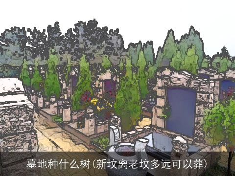 墓地种什么树(新坟离老坟多远可以葬)
