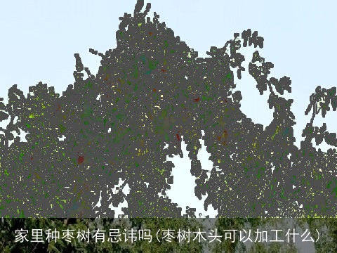 家里种枣树有忌讳吗(枣树木头可以加工什么)