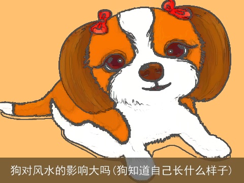 狗对风水的影响大吗(狗知道自己长什么样子)