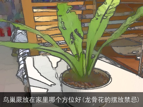 鸟巢蕨放在家里哪个方位好(龙骨花的摆放禁忌)