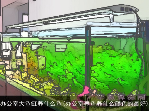 办公室大鱼缸养什么鱼(办公室养鱼养什么颜色的最好)