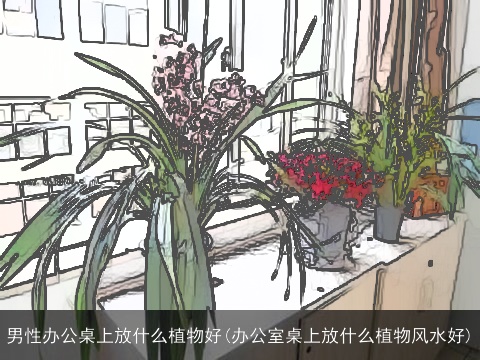 男性办公桌上放什么植物好(办公室桌上放什么植物风水好)