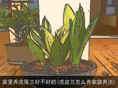 家里养虎尾兰好不好的(虎皮兰怎么养家庭养法)