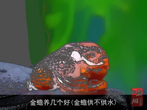 金蟾养几个好(金蟾供不供水)