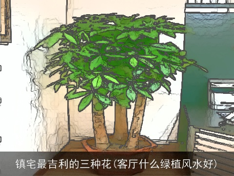 镇宅最吉利的三种花(客厅什么绿植风水好)
