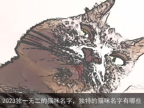 2023独一无二的猫咪名字，独特的猫咪名字有哪些
