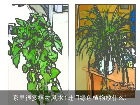 家里很多植物风水(进门绿色植物放什么)