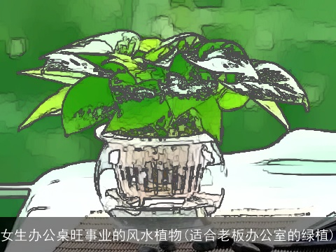 女生办公桌旺事业的风水植物(适合老板办公室的绿植)