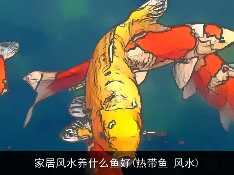 家居风水养什么鱼好(热带鱼 风水)