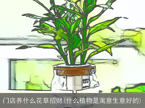 门店养什么花草招财(什么植物是寓意生意好的)