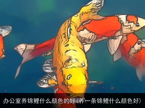 办公室养锦鲤什么颜色的好(养一条锦鲤什么颜色好)
