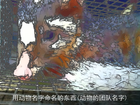 用动物名字命名的东西(动物的团队名字)