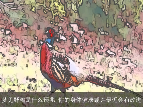 梦见野鸡是什么预兆 你的身体健康或许最近会有改进