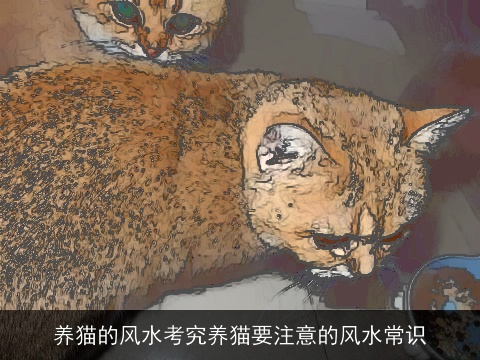 养猫的风水考究养猫要注意的风水常识