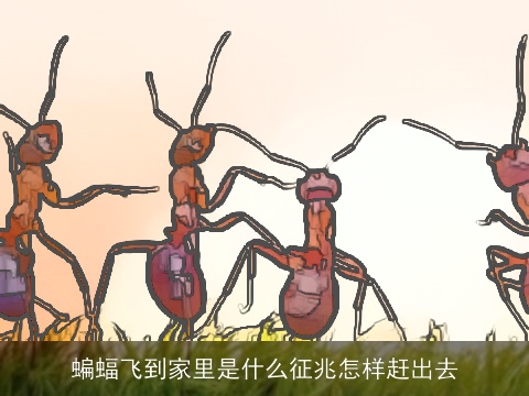 蝙蝠飞到家里是什么征兆怎样赶出去